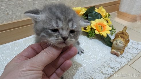 成約済の広島県のスコティッシュフォールド-85435の134枚目