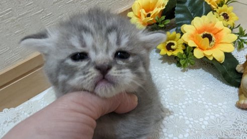成約済の広島県のスコティッシュフォールド-85435の132枚目