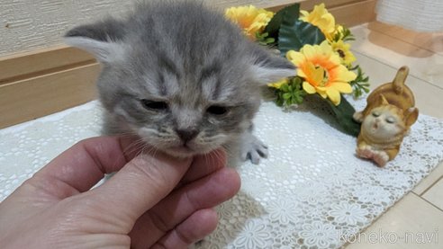 成約済の広島県のスコティッシュフォールド-85435の131枚目