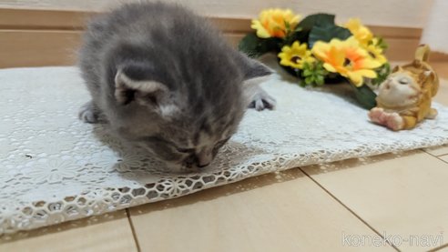 成約済の広島県のスコティッシュフォールド-85435の129枚目