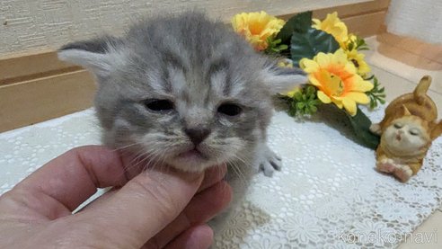 成約済の広島県のスコティッシュフォールド-85435の130枚目