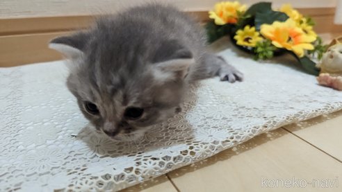 成約済の広島県のスコティッシュフォールド-85435の127枚目
