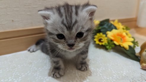 成約済の広島県のスコティッシュフォールド-85437の184枚目