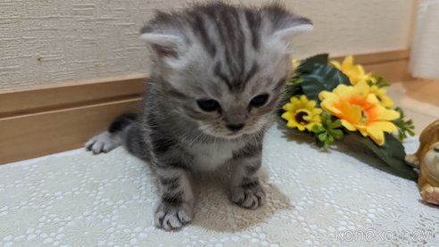 成約済の広島県のスコティッシュフォールド-85437の183枚目