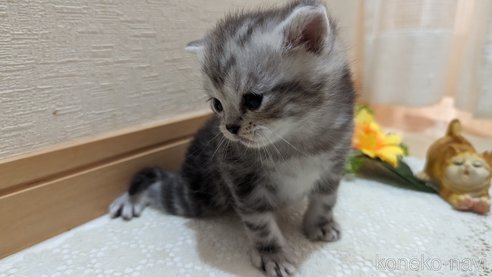 成約済の広島県のスコティッシュフォールド-85437の175枚目