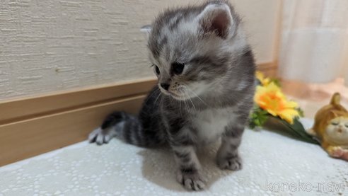 成約済の広島県のスコティッシュフォールド-85437の173枚目