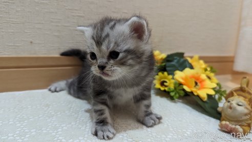 成約済の広島県のスコティッシュフォールド-85437の170枚目