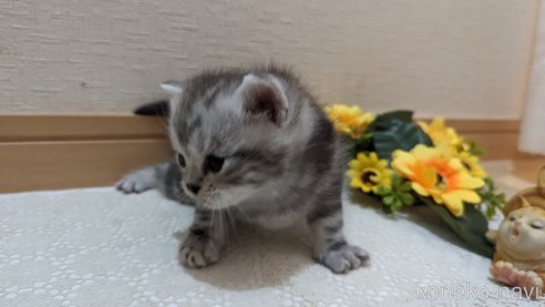 成約済の広島県のスコティッシュフォールド-85437の171枚目