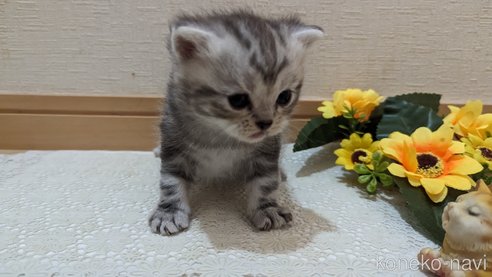 成約済の広島県のスコティッシュフォールド-85437の172枚目
