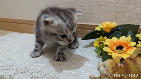 成約済の広島県のスコティッシュフォールド-85437の168枚目