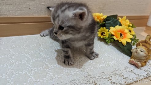 成約済の広島県のスコティッシュフォールド-85437の164枚目