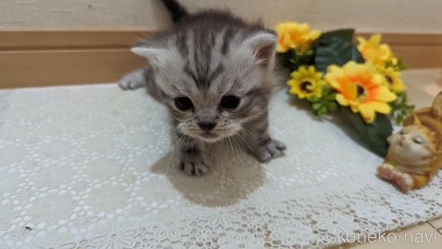 成約済の広島県のスコティッシュフォールド-85437の166枚目