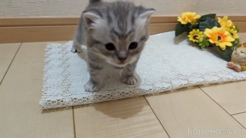 成約済の広島県のスコティッシュフォールド-85440の124枚目