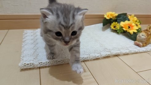 成約済の広島県のスコティッシュフォールド-85440の126枚目