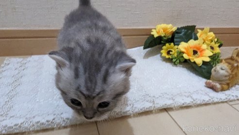 成約済の広島県のスコティッシュフォールド-85440の121枚目