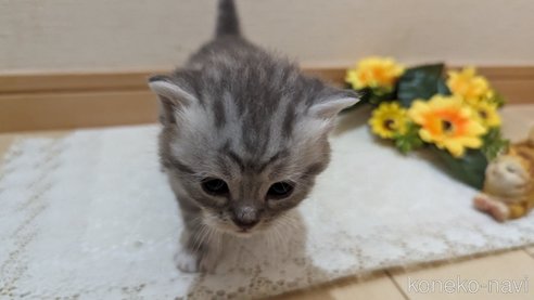 成約済の広島県のスコティッシュフォールド-85440の122枚目