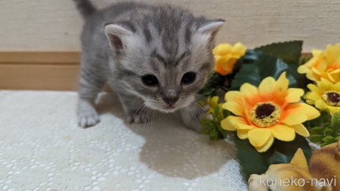 成約済の広島県のスコティッシュフォールド-85440の119枚目