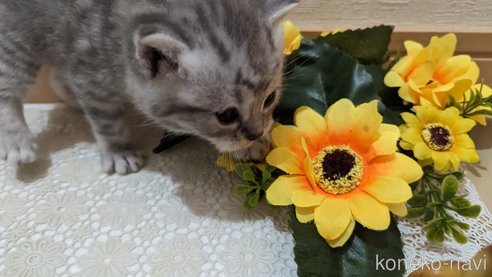成約済の広島県のスコティッシュフォールド-85440の120枚目