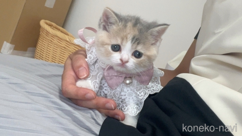 成約済の群馬県のスコティッシュフォールド-86032の3枚目