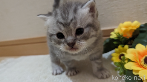 成約済の広島県のスコティッシュフォールド-85440の113枚目