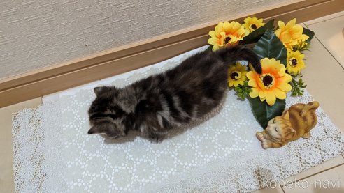 成約済の広島県のスコティッシュフォールド-85438の154枚目