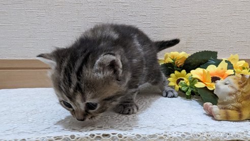 成約済の広島県のスコティッシュフォールド-85438の150枚目