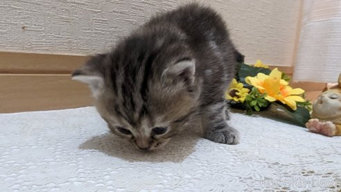 成約済の広島県のスコティッシュフォールド-85438の153枚目