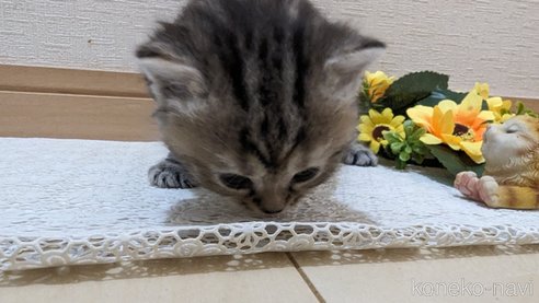 成約済の広島県のスコティッシュフォールド-85438の148枚目