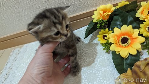 成約済の広島県のスコティッシュフォールド-85438の144枚目