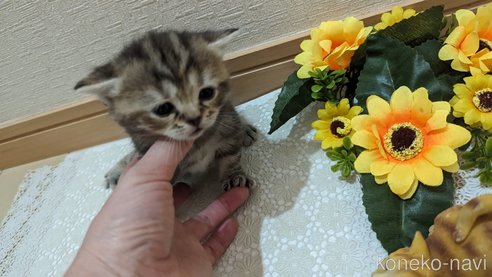 成約済の広島県のスコティッシュフォールド-85438の143枚目