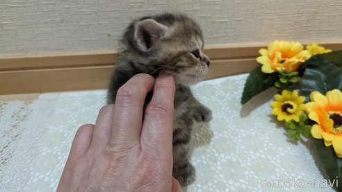 成約済の広島県のスコティッシュフォールド-85438の142枚目
