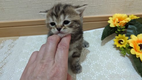 成約済の広島県のスコティッシュフォールド-85438の139枚目