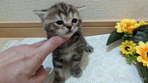 成約済の広島県のスコティッシュフォールド-85438の140枚目