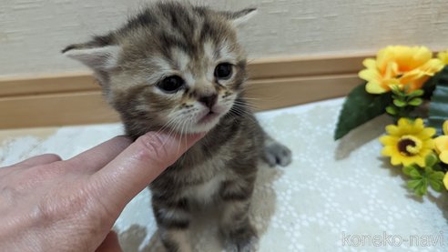 成約済の広島県のスコティッシュフォールド-85438の138枚目