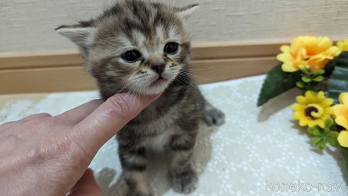 成約済の広島県のスコティッシュフォールド-85438の134枚目