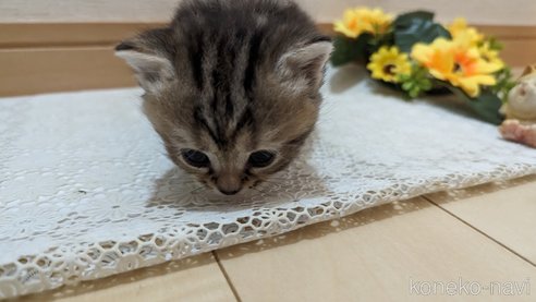 成約済の広島県のスコティッシュフォールド-85438の135枚目