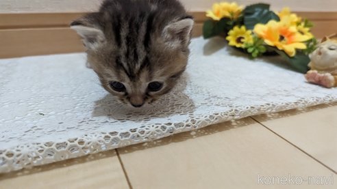成約済の広島県のスコティッシュフォールド-85438の136枚目