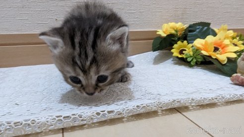成約済の広島県のスコティッシュフォールド-85438の133枚目