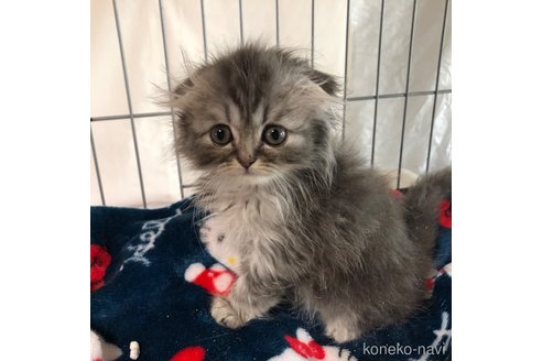 成約済の愛知県のスコティッシュフォールド(折れ耳)-82792の10枚目