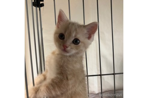 成約済の愛知県のスコティッシュフォールド-86038の4枚目