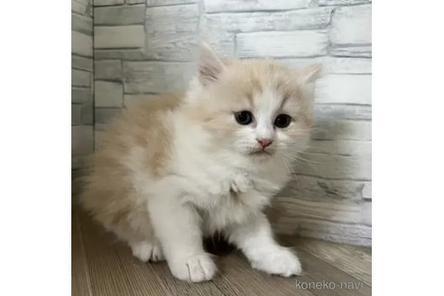 成約済の大阪府のラガマフィン-86045の2枚目
