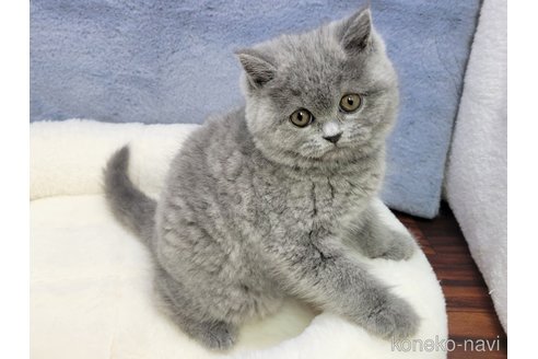 成約済の千葉県のブリティッシュショートヘア-85452の1枚目