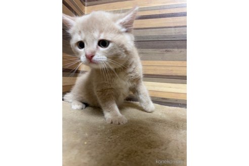 成約済の岐阜県のマンチカン-86063の2枚目