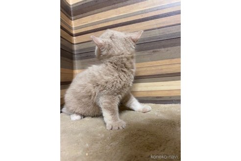 成約済の岐阜県のマンチカン-86063の8枚目