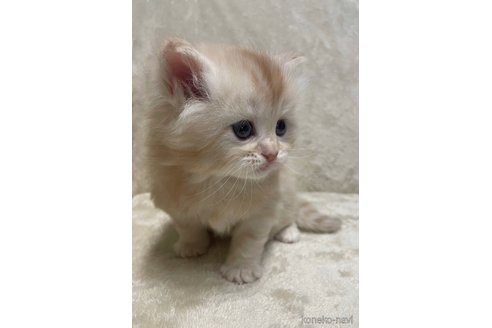 成約済の三重県のサイベリアン-82499の2枚目