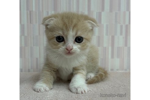 成約済の千葉県のスコティッシュフォールド(折れ耳)-86069の2枚目