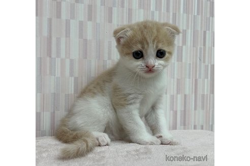 成約済の千葉県のスコティッシュフォールド(折れ耳)-86069の3枚目