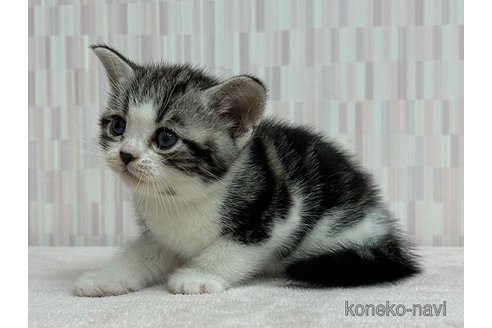 成約済の千葉県のアメリカンショートヘア-86072の2枚目