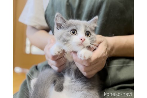 成約済の静岡県のブリティッシュショートヘア-86092の5枚目