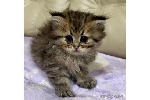 成約済の茨城県のペルシャ(チンチラ)-86096の1枚目